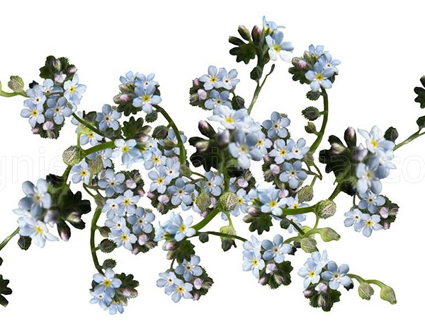 floral motif