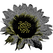 Sunflower black