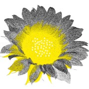 Sunflower yellow